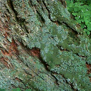 lichen on stump, meadow next to Dobbs Mountain, Pierce County, Washington
