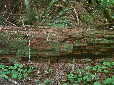 rotten log, meadow next to Dobbs Mountain, Pierce County, Washington