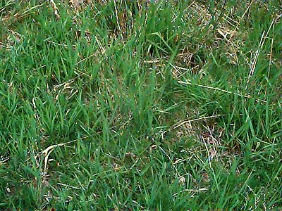 grass and ground surface, meadow next to Dobbs Mountain, Pierce County, Washington
