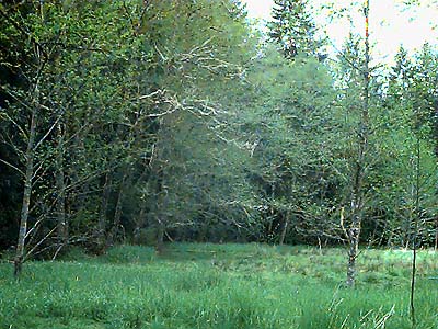 edge of meadow next to Dobbs Mountain, Pierce County, Washington