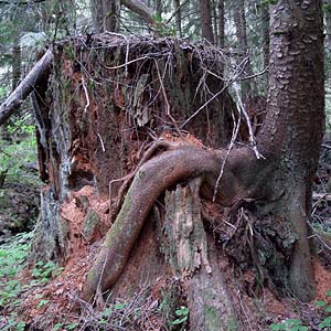 nurse stump and Sitka spruce Picea sitchensis, meadow next to Dobbs Mountain, Pierce County, Washington