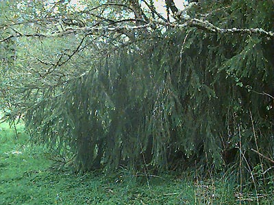 foliage of Sitka spruce Picea sitchensis, meadow next to Dobbs Mountain, Pierce County, Washington