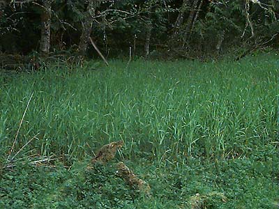 grass, edge of meadow next to Dobbs Mountain, Pierce County, Washington