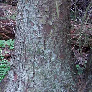 trunk, Sitka spruce Picea sitchensis, meadow next to Dobbs Mountain, Pierce County, Washington