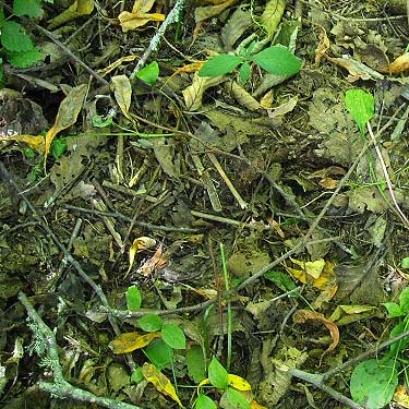 alder leaf litter in littoral forest, Sandy Point area, Thurston County, Washington