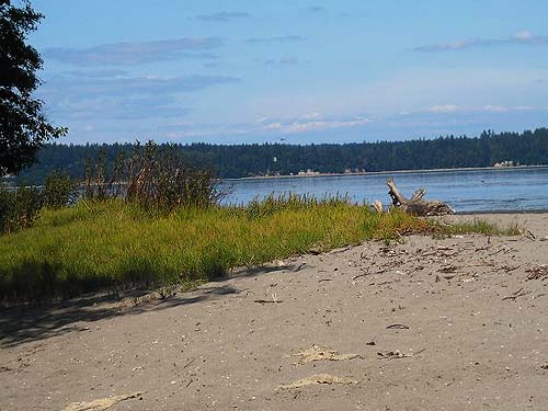 beach meadow on sandy beach, Sandy Point area, Thurston County, Washington