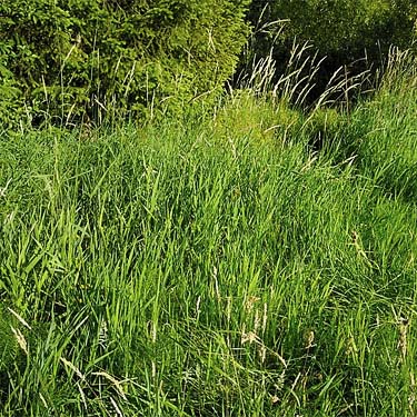 roadside grass field, Dogfish Creek at Little Valley Road near Poulsbo, Kitsap County, Washington
