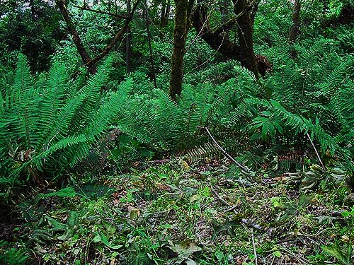 Polystichum munitum understory in maple grove, Sandy Point area, Thurston County, Washington