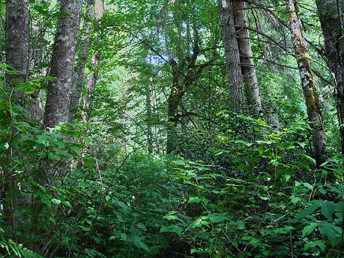 littoral forest with alder and maple, Sandy Point area, Thurston County, Washington