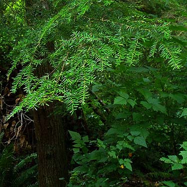 western hemlock Tsuga heterophylla foliage, Sandy Point area, Thurston County, Washington