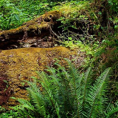 log and sword fern Polystichum munitum in forest, Sandy Point area, Thurston County, Washington