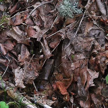 bigleaf maple leaf litter Acer macrophyllum, Sandy Point area, Thurston County, Washington