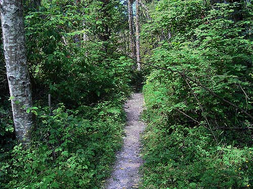 unidentified public trail in littoral forest, Sandy Point area, Thurston County, Washington