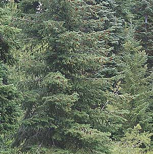 Douglas-fir Pseudotsuga menziesii, Liars Prairie, Washington