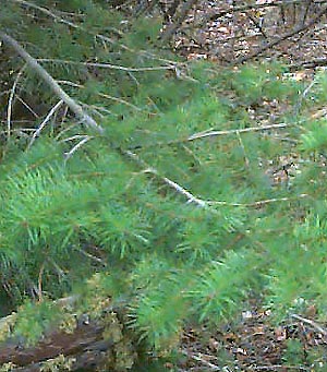 Douglas-fir foliage, Green Canyon, Kittitas County, Washington