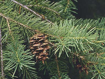Douglas-fir Pseudotsuga menziesii, Liars Prairie, Washington