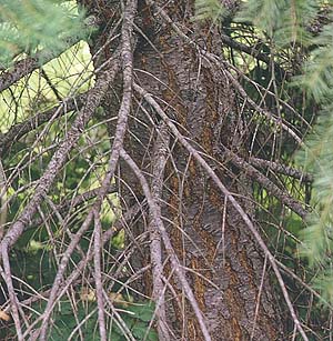 Douglas-fir Pseudotsuga menziesii trunk, Liars Prairie, Washington