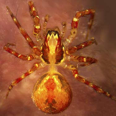 Dirksia cinctipes, agelenoid spider from Interrorem Guard Station, Jefferson County, Washington