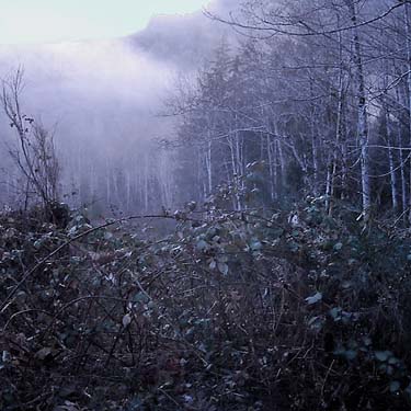 Fog in the Duckabush valley, powerline clearing on Duckabush Road, Jefferson County, Washington