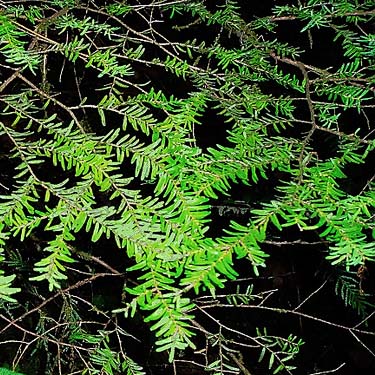 western hemlock foliage Tsuga heterophylla, Interrorem Guard Station, Jefferson County, Washington