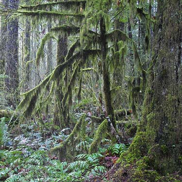 mossy limbs and trunks in forest, Interrorem Guard Station, Jefferson County, Washington