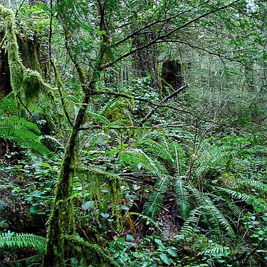 forest understory, Interrorem Guard Station, Jefferson County, Washington