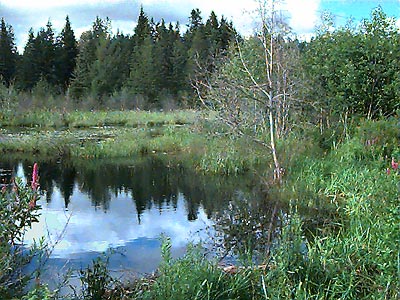 Bullfrog Pond near Roslyn, Kittitas County, Washington