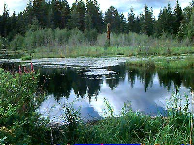 Bullfrog Pond near Roslyn, Kittitas County, Washington; beaver dam