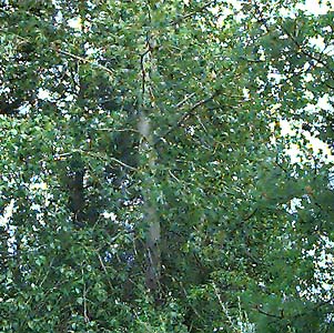 black cottonwood Populus trichocarpa off John Wayne Trail west of South Cle Elum, Kittitas County, Washington