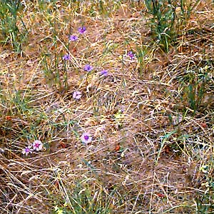 meadow steppe flowers off John Wayne Trail west of South Cle Elum, Kittitas County, Washington