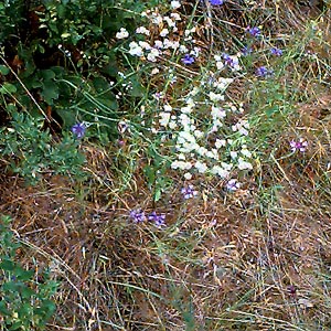 flowers in meadow steppe off John Wayne Trail west of South Cle Elum, Kittitas County, Washington