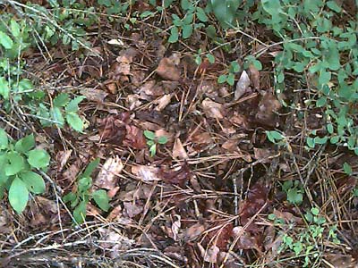 Cottonwood and pine leaf litter off John Wayne Trail west of South Cle Elum, Kittitas County, Washington