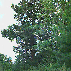 Ponderosa pine and black cottonwood Populus trichocarpa off John Wayne Trail west of South Cle Elum, Kittitas County, Washington