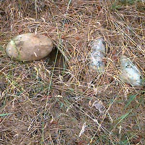 round stones as spider habitat off John Wayne Trail west of South Cle Elum, Kittitas County, Washington