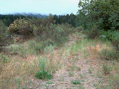 meadow steppe off John Wayne Trail west of South Cle Elum, Kittitas County, Washington