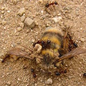dead bumble bee on road scavenged by ants, Eagle Creek, Chelan County, Washington