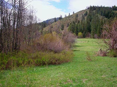 Riparian meadow, Eagle Creek, Chelan County, Washington
