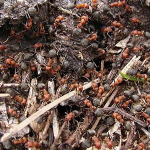 Formica sp. thatching ant nest in woodland, Eagle Creek, Chelan County, Washington