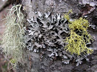lichens on tree trunk, Eagle Creek, Chelan County, Washington