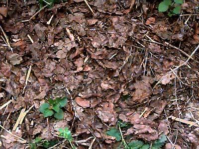 cottonwood-alder leaf litter, Eagle Creek, Chelan County, Washington