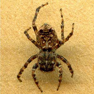 Sitticus sylvestris, jumping spider, from leaf litter, Eagle Creek, Chelan County, Washington
