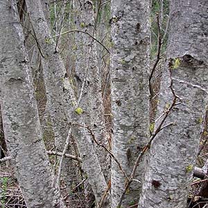 Alnus alder trunks, Eagle Creek, Chelan County, Washington