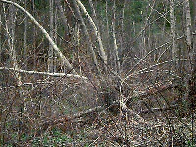 cottonwood-alder riparian woodland, Eagle Creek, Chelan County, Washington