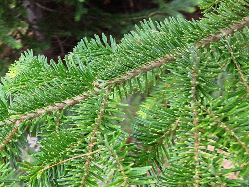 Pacific silver fir Abies amabilis foliage, Eleanor Creek Trailhead, Pierce County, Washington