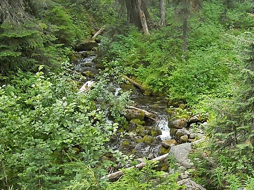 Eleanor Creek at Eleanor Creek Trailhead, Pierce County, Washington