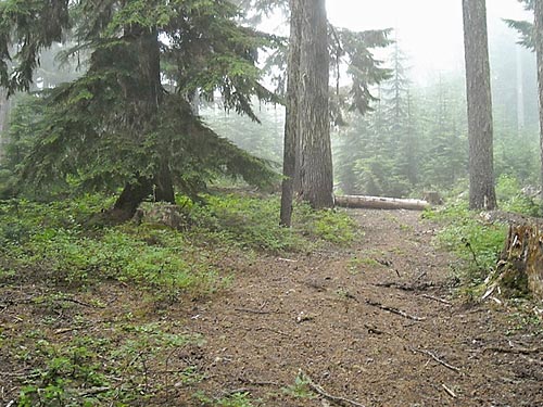 edge of older forest, Ridge E of Eleanor Creek Trailhead, Pierce County, Washington
