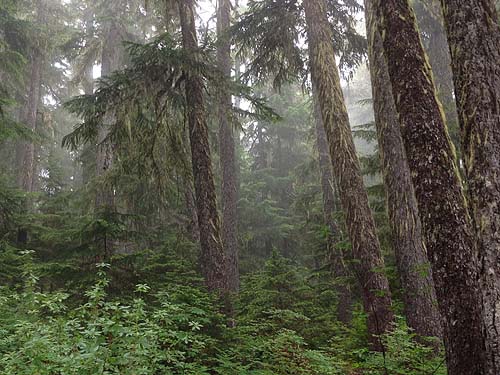 forest scene, Eleanor Creek Trailhead, Pierce County, Washington