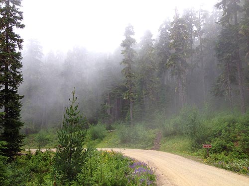 mist in the trees, Eleanor Creek Trailhead, Pierce County, Washington