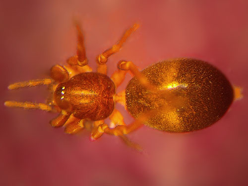 corinnid spider Scotinella sp. from Eleanor Creek Trailhead, Pierce County, Washington