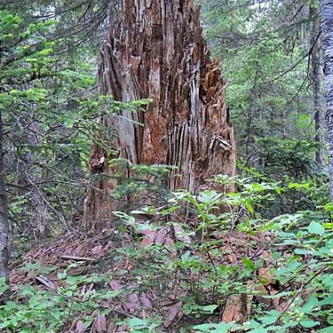 disintegrating snag in forest, Eleanor Creek Trailhead, Pierce County, Washington